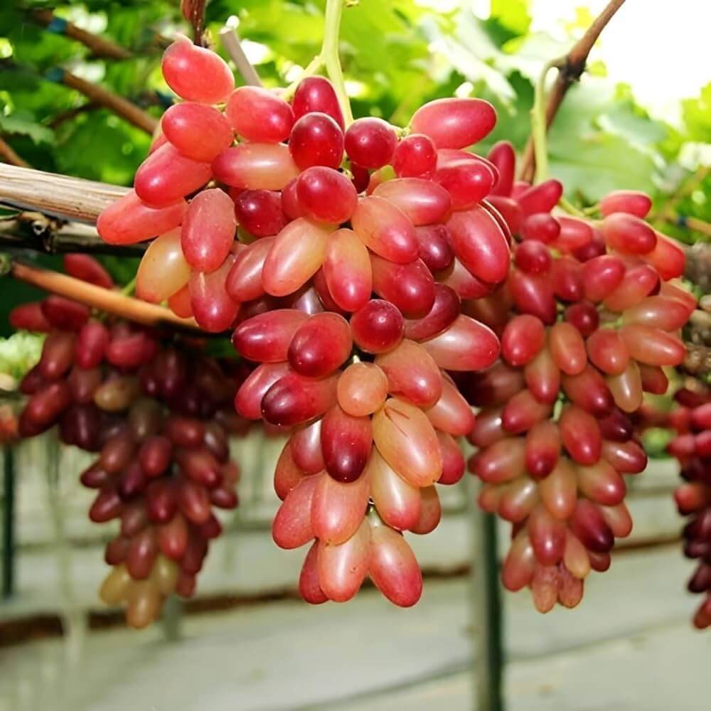 Grape Seeds – Gold Finger