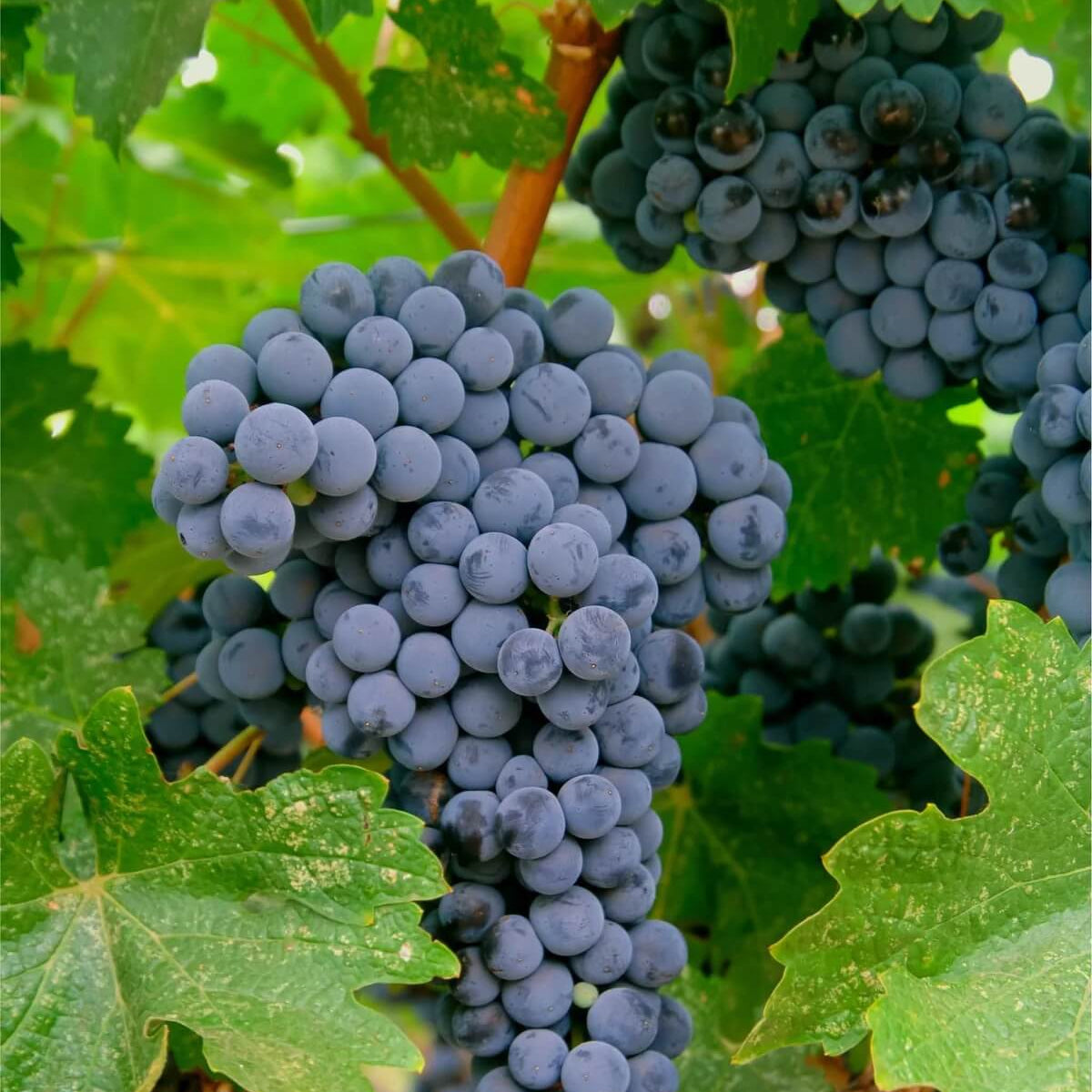 Grape Seeds – Merlot 