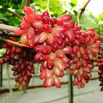 Grape Seeds – Miniature Pink