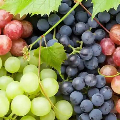 Grape Seeds – Mixed Colors