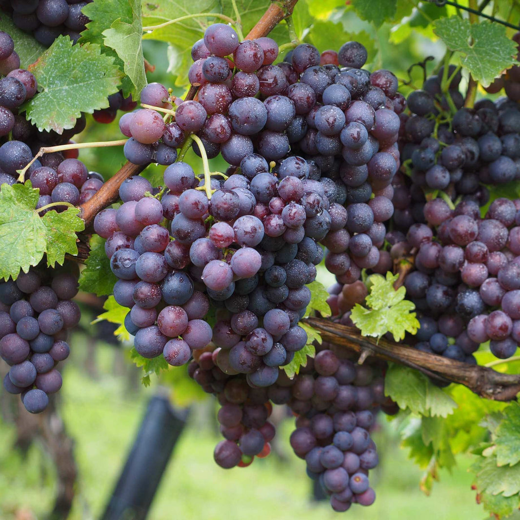 Grape Seeds for Planting | Buy Online USA