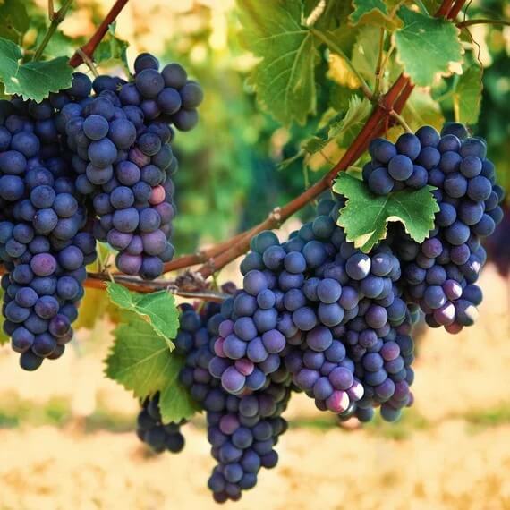Grape Seeds – Purple