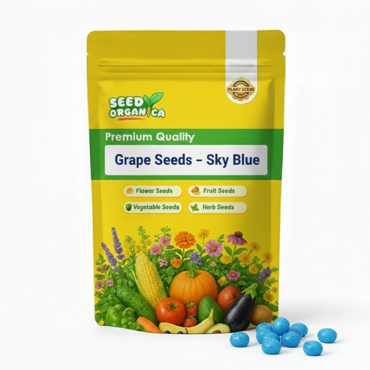 Grape Seeds – Sky Blue