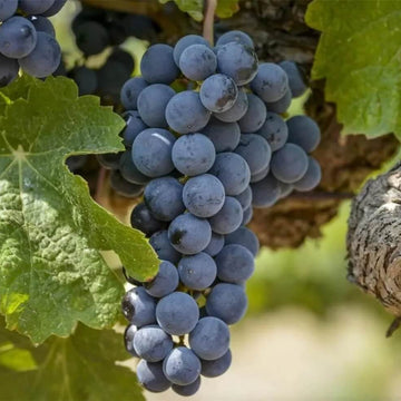Grape Seeds – Uva Trepadoras