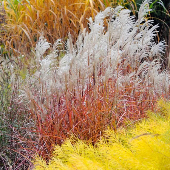 Grass Seeds – Flame

