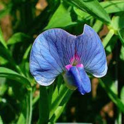 Grass Pea Seeds – Hardy Legume

