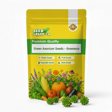 Green Aeonium Seeds – Greenovia