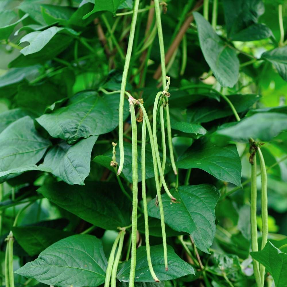 Green Dixie Lee Seeds

