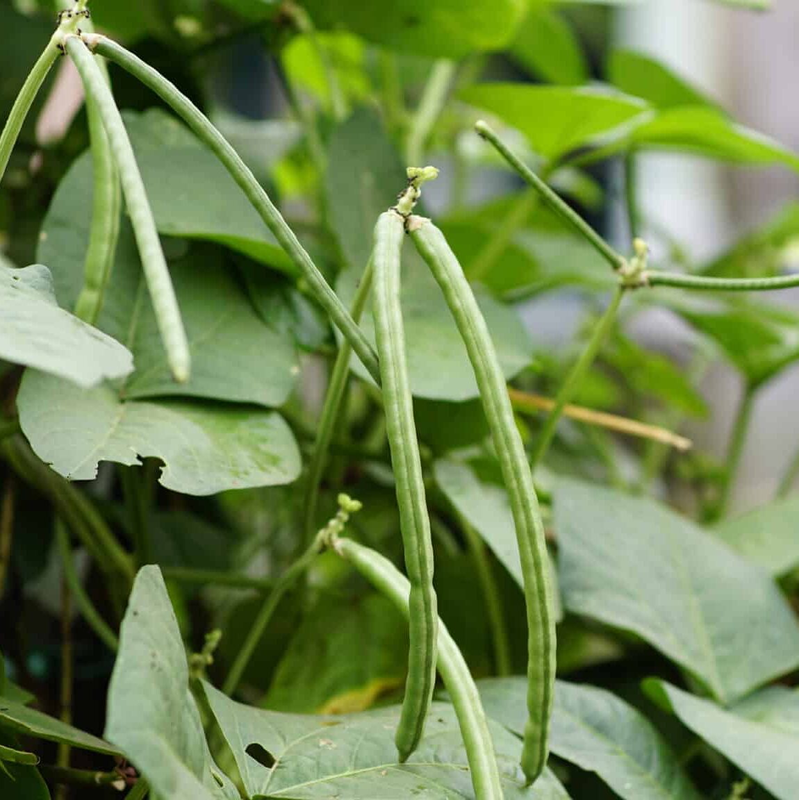 Green Dixie Lee Seeds
