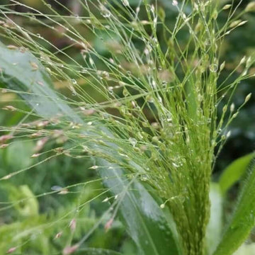 Green Frosted Explosion Seeds - Flower Plant