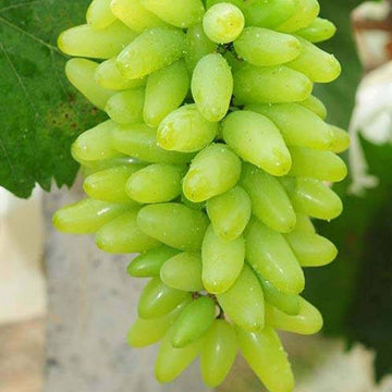 Green Grape Seeds - Fruit Plant