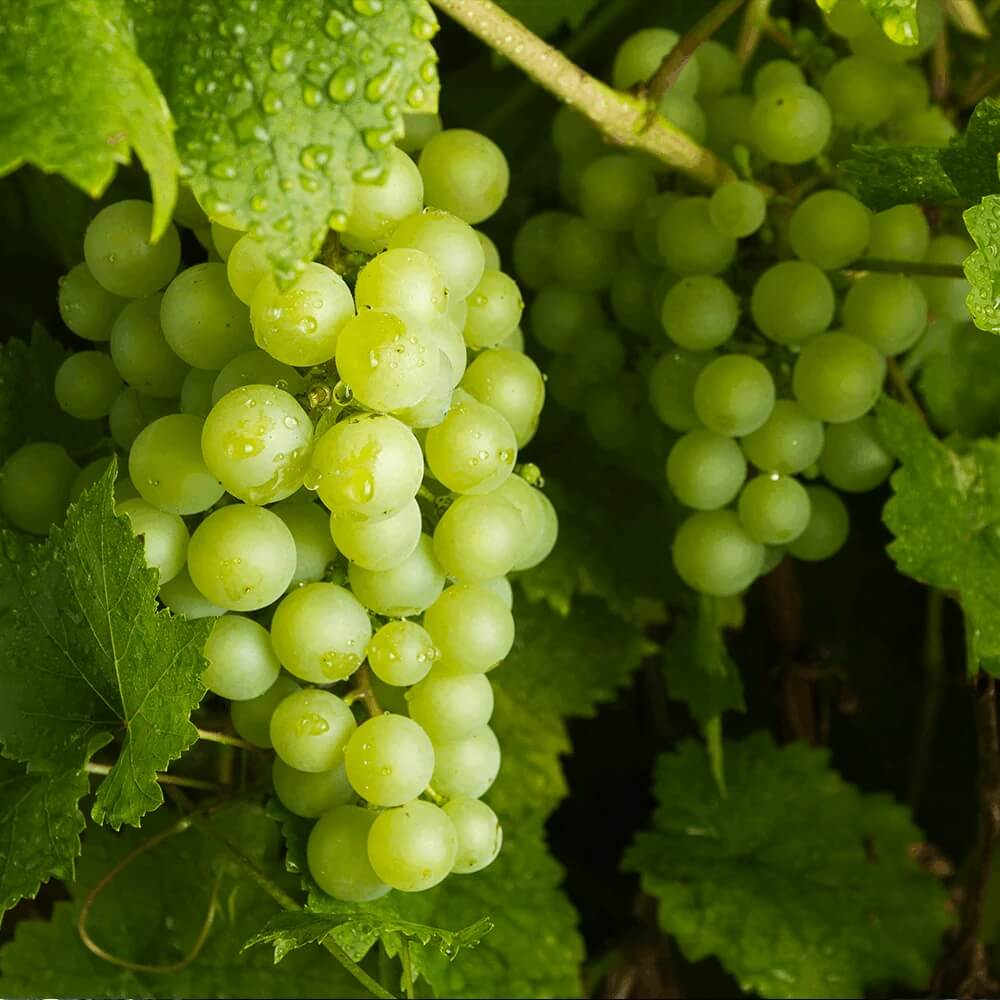 Green Grape Seeds - Fruit Plant