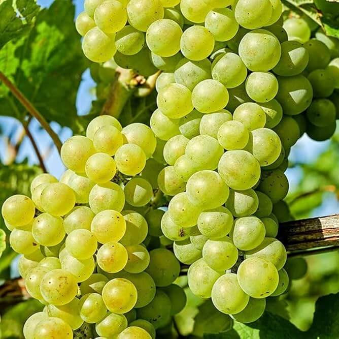Green Grape Seeds - Fruit Plant