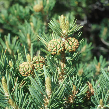 Green Pinyon Pine Seeds - Fruit Plant
