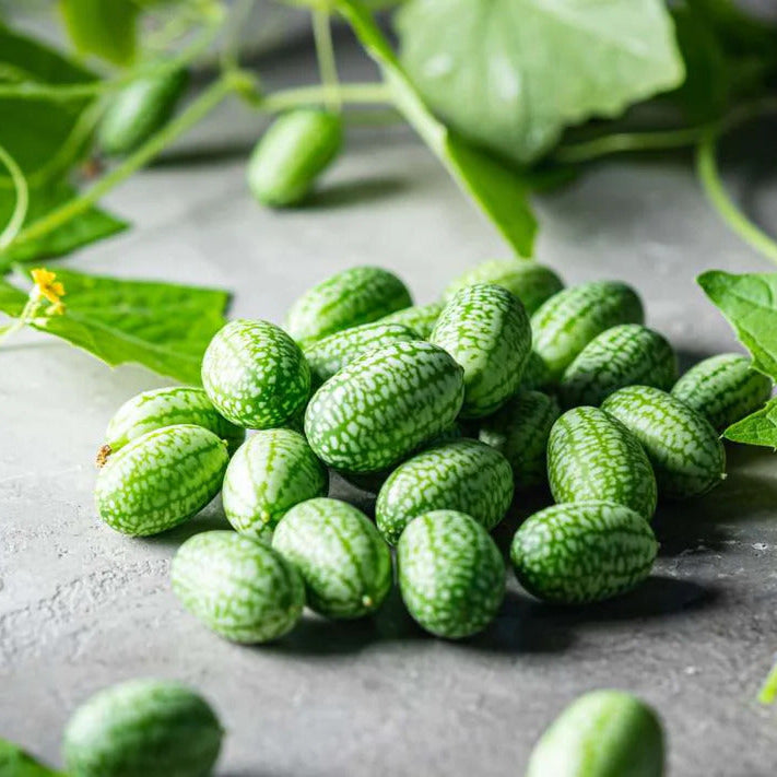 Green Scabra Seeds
