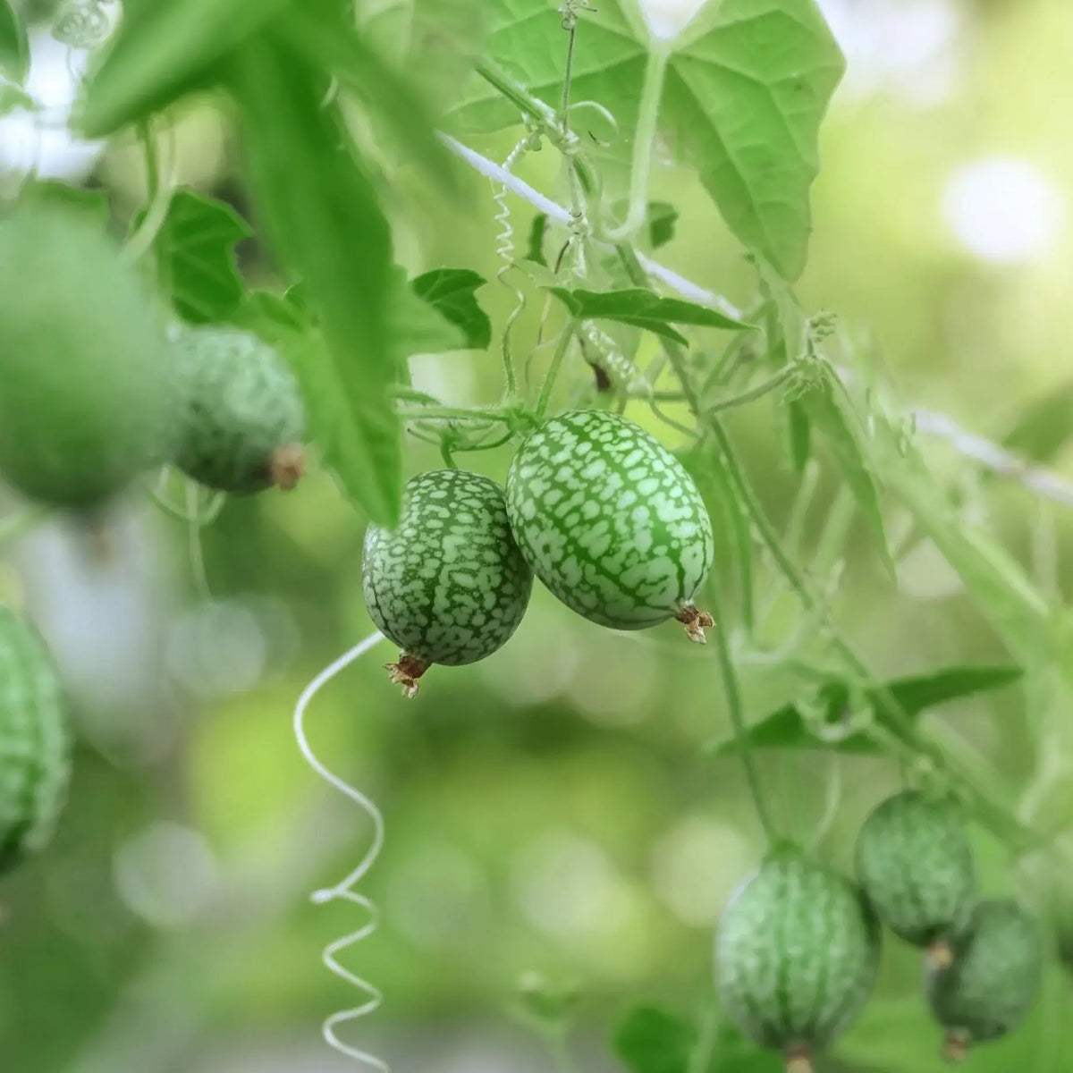 Green Scabra Seeds
