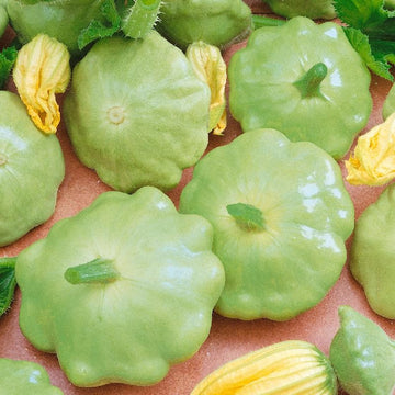 Green Scallop Seeds