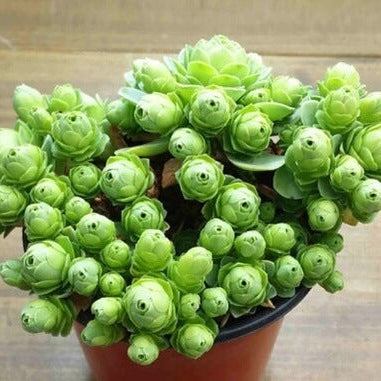 Greenovia Seeds – Dodrantalis
