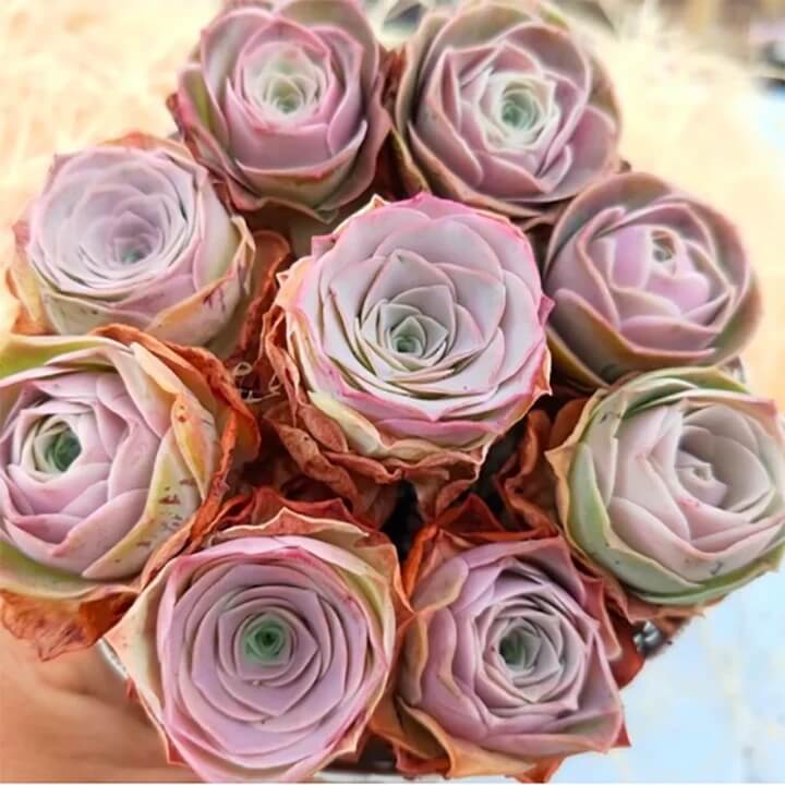 Greenovia Seeds – Mountain Rose Aeonium