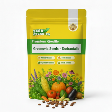 Greenovia Seeds – Dodrantalis