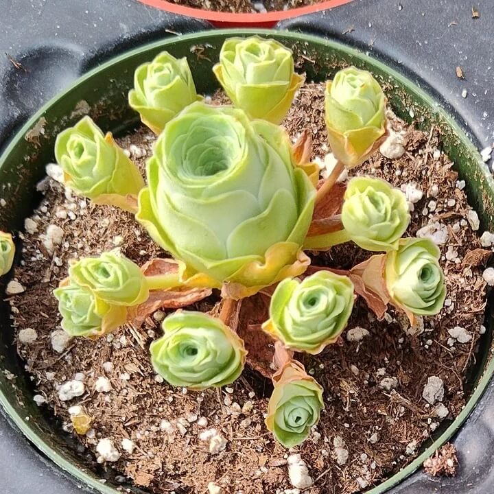 Greenovia Seeds – Light Yellow