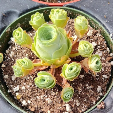Greenovia Seeds – Light Yellow
