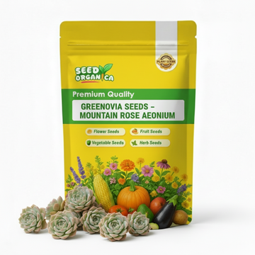Greenovia Seeds – Mountain Rose Aeonium