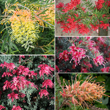 Grevillea Seeds – Mixed