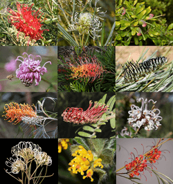Grevillea Seeds – Mixed