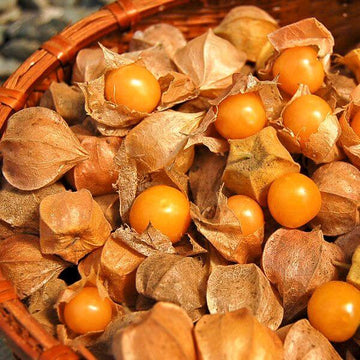 Ground Cherry Seeds – Heirloom