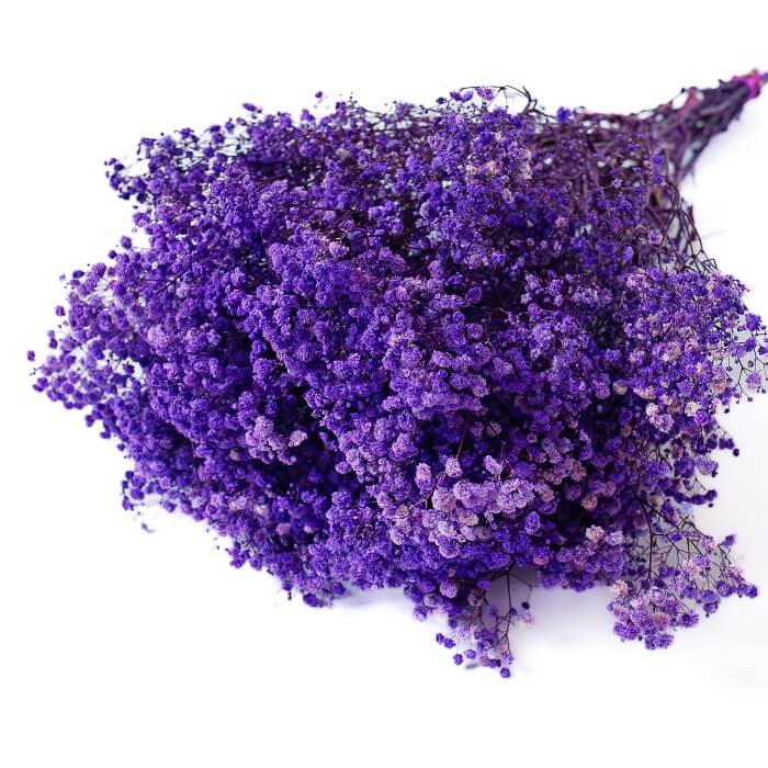 Gypsophila Seeds – Dark Purple