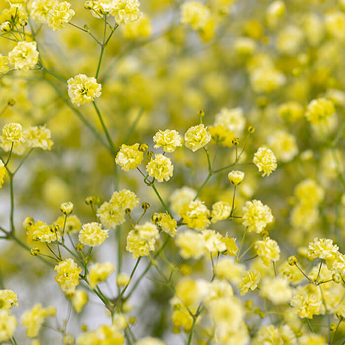 Gypsophila Seeds – Light Yellow