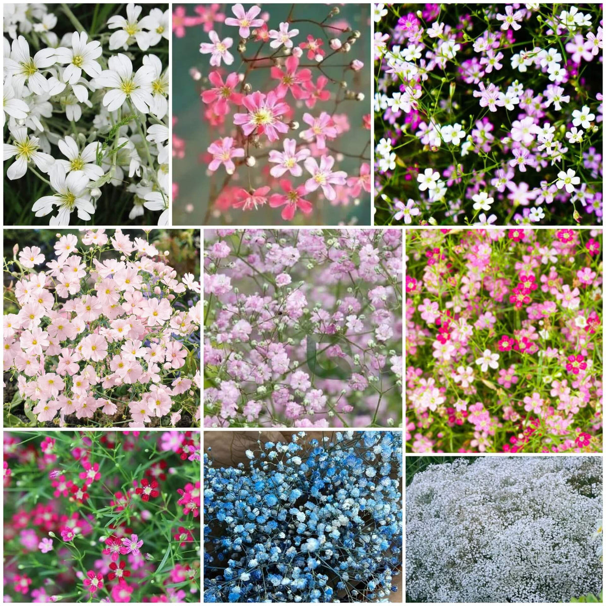 Gypsophila Seeds - All In One For Home Gardens