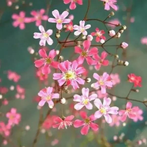 Gypsophila Seeds - All In One For Home Gardens