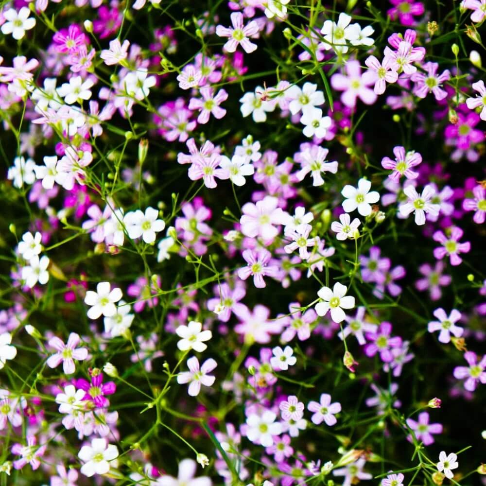Gypsophila Seeds - All In One For Home Gardens