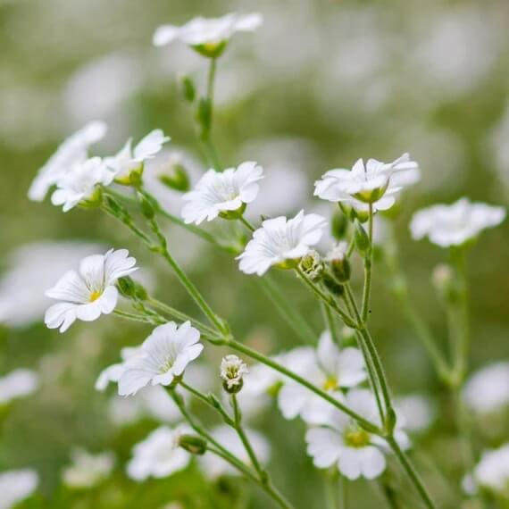 Gypsophila Seeds - Flower Plant for Home Gardens