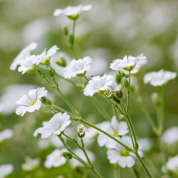 Gypsophila Seeds - Flower Plant for Home Gardens