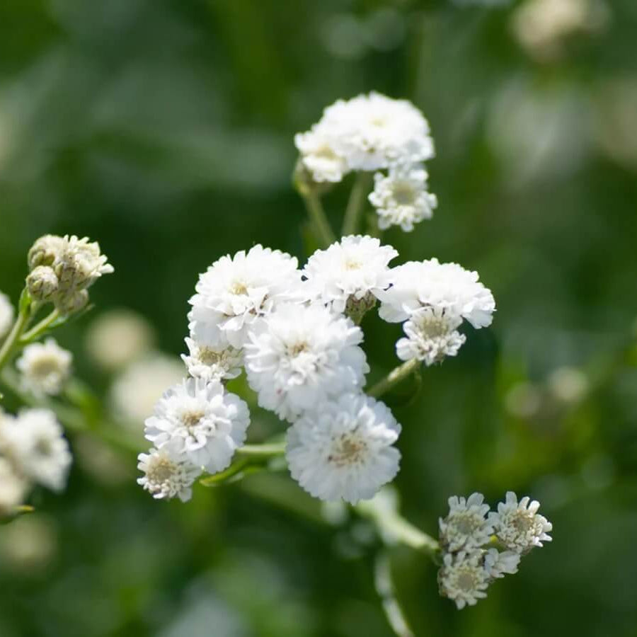 Gypsophila Seeds - Flower Plant for Home Gardens