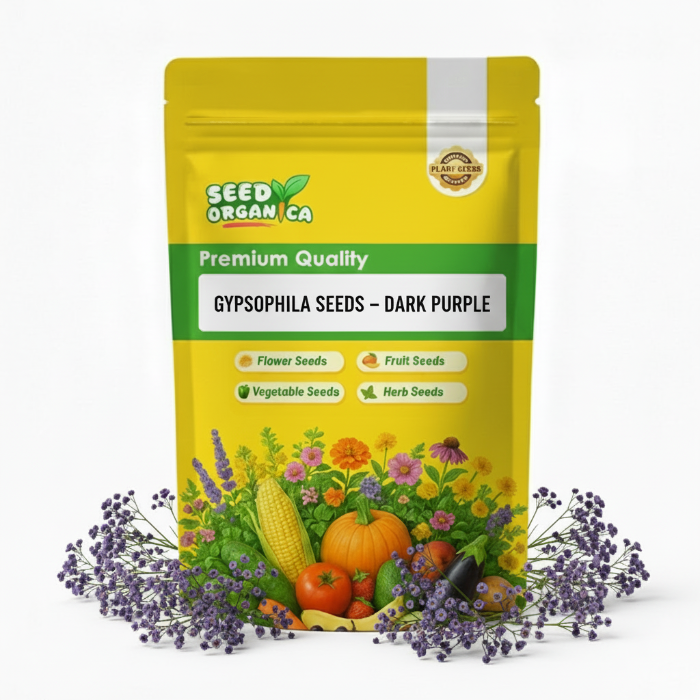 Gypsophila Seeds – Dark Purple
