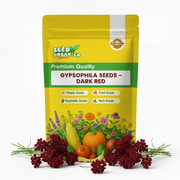 Gypsophila Seeds – Dark Red