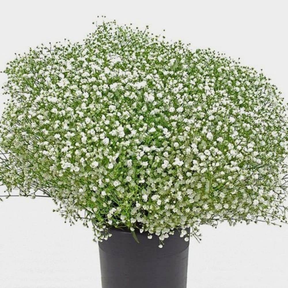 Gypsophila Seeds – Green