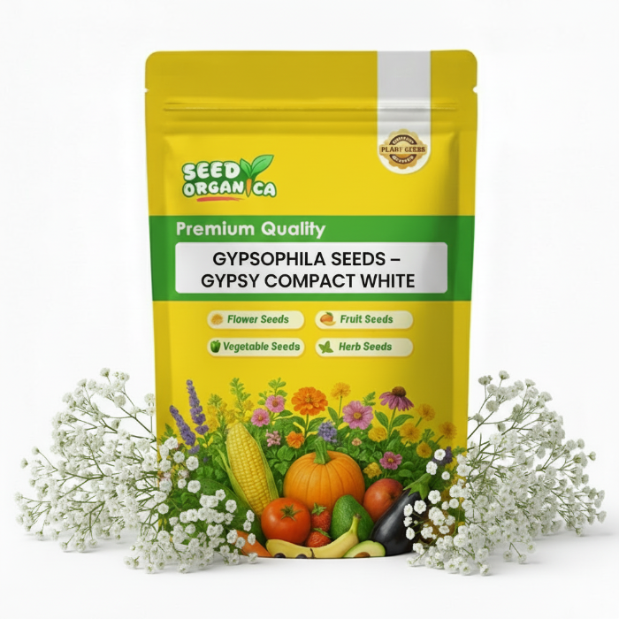 Gypsophila Seeds – Gypsy Compact White