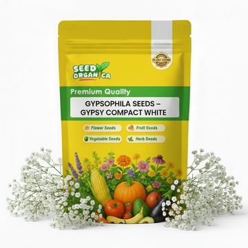 Gypsophila Seeds – Gypsy Compact White