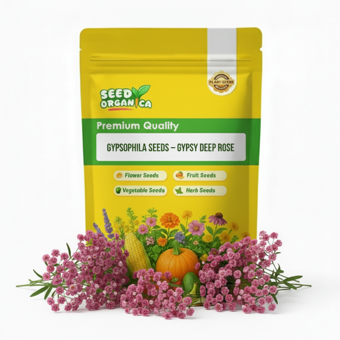 Gypsophila Seeds – Gypsy Deep Rose