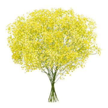 Gypsophila Seeds – Light Yellow