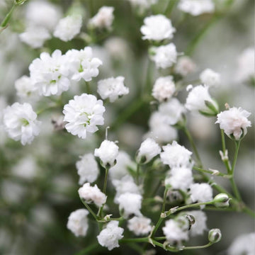 Gypsophila Seeds – Paniculata