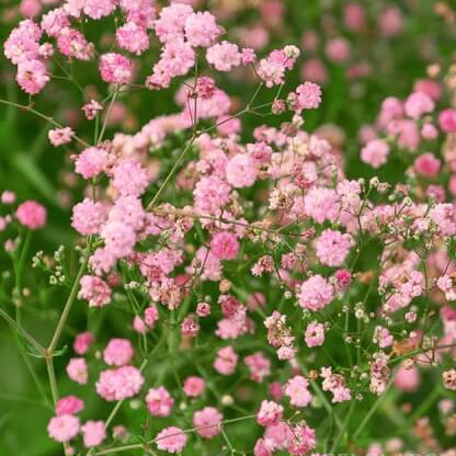 Gypsophila Seeds – Pink