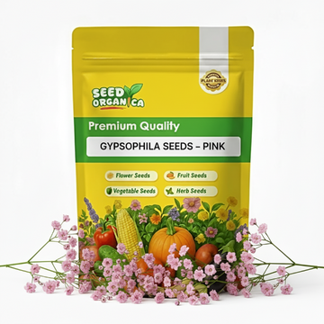 Gypsophila Seeds – Pink