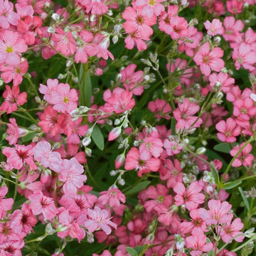 Gypsophila Seeds – Shade Tolerant