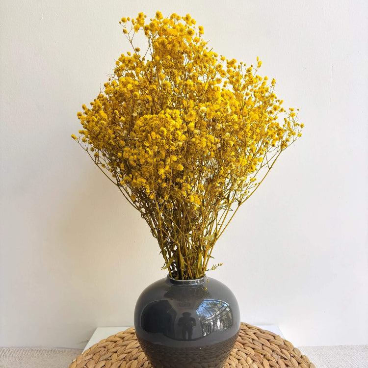 Gypsophila Seeds – Yellow